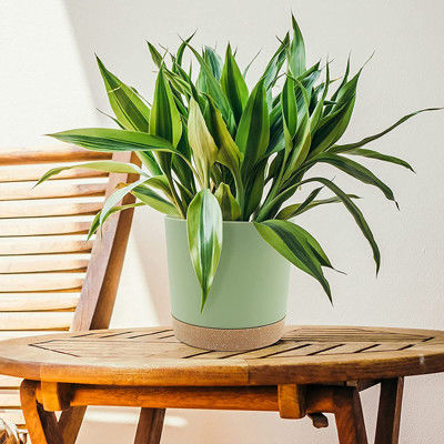 Binnen Plastic Groene Installatiepotten met Drainagegaten en Verwijderbare Basis